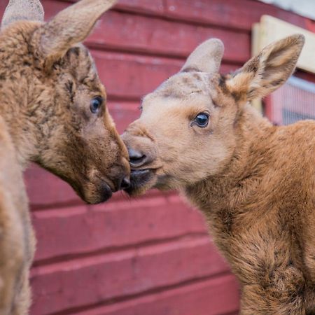 Вилла Moose Garden Orrviken Экстерьер фото