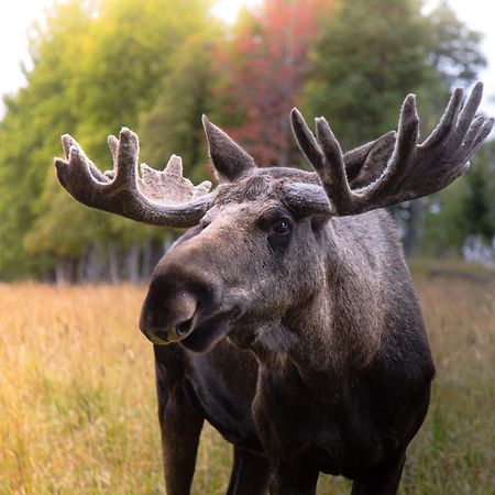 Вилла Moose Garden Orrviken Экстерьер фото