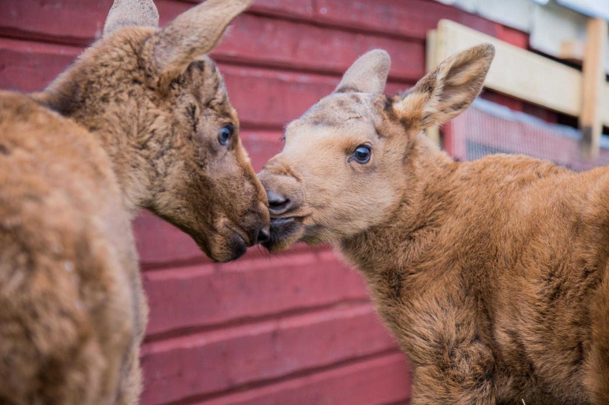 Вилла Moose Garden Orrviken Экстерьер фото