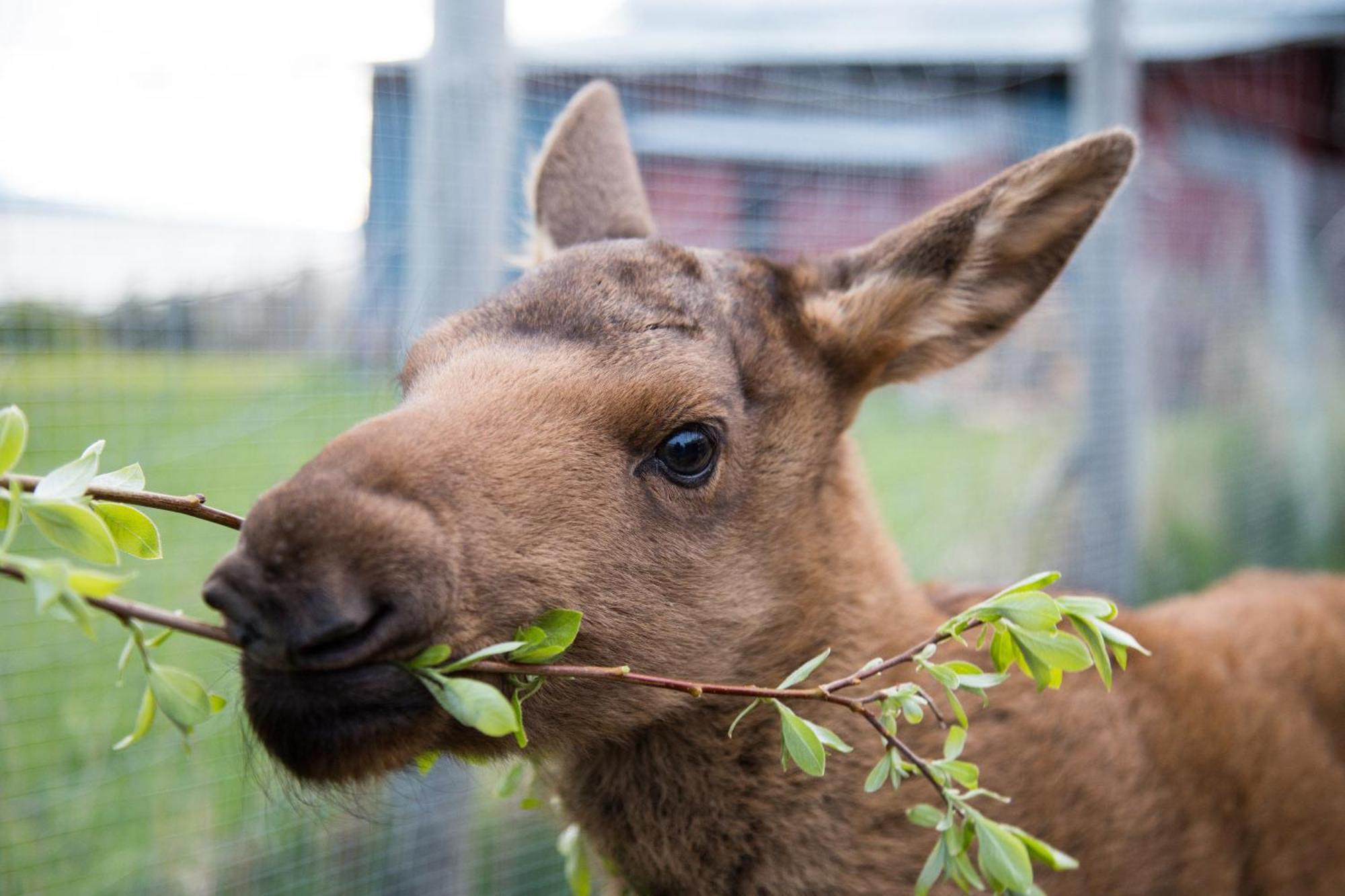 Вилла Moose Garden Orrviken Экстерьер фото