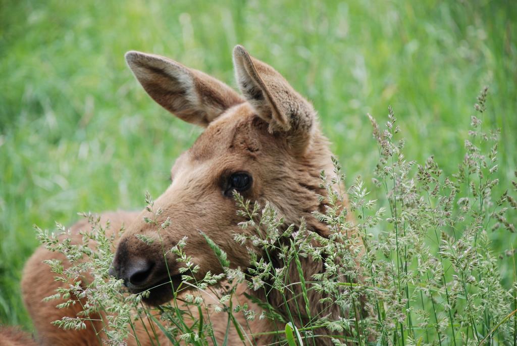 Вилла Moose Garden Orrviken Экстерьер фото
