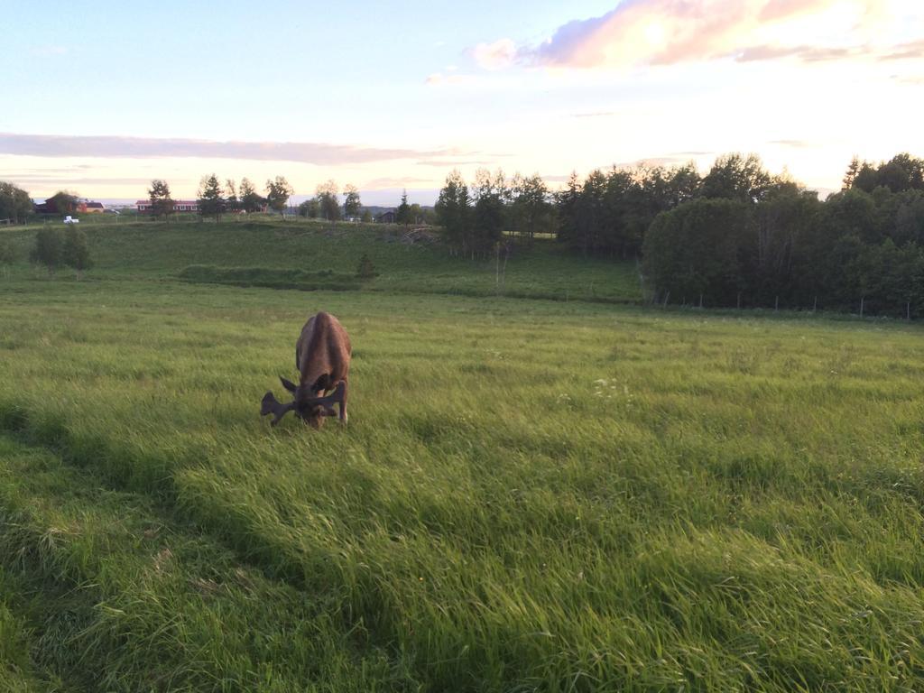 Вилла Moose Garden Orrviken Экстерьер фото