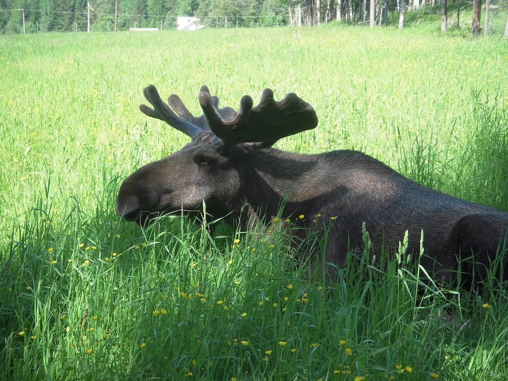 Вилла Moose Garden Orrviken Экстерьер фото