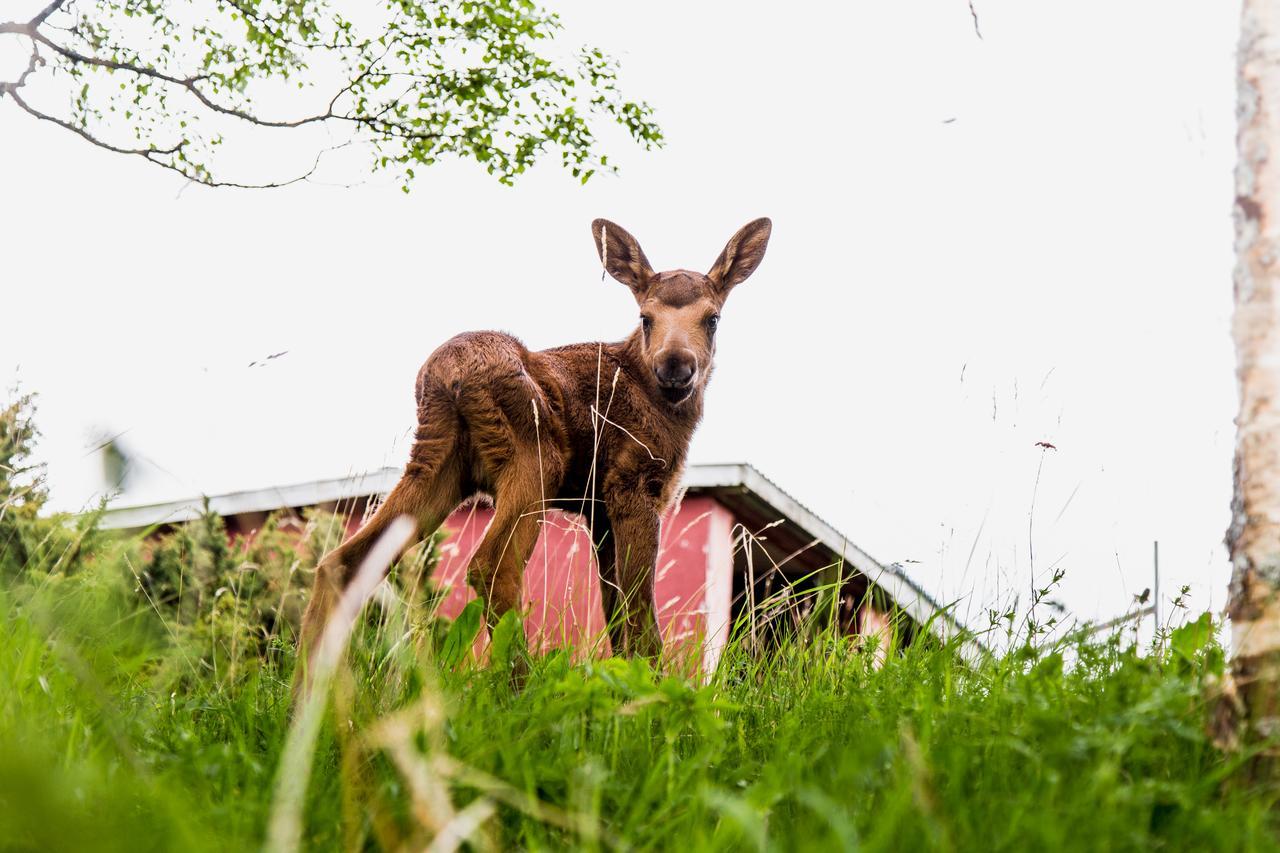 Вилла Moose Garden Orrviken Экстерьер фото